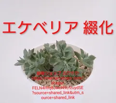 多肉植物 ♡アリエル 古株 大苗♡綴化開始？？ 多肉植物 ♡アリエル 古株 大苗♡綴化開始？？