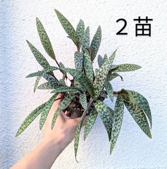 【２苗セット】多肉植物　レデボウリア　ソシアリス　ヒョウモン　豹紋　３号ポット