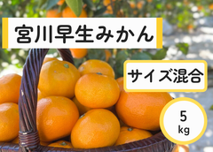 みかんの代表・宮川早生みかん　5キロ