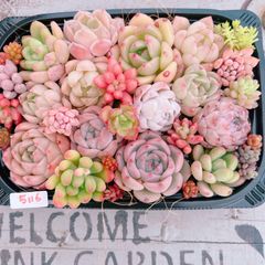 多肉植物 寄せ植えset♡5116
