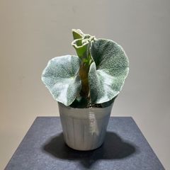 ベゴニア　ベノーサ　抜き苗