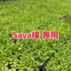 【Saya様 専用】
