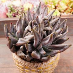 JU002	アンギキュラータ群生	【イータニク】多肉植物　韓国苗　第四種郵便発送