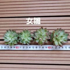 多肉植物　『女雛』　４苗セット　韓国
