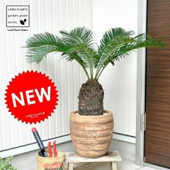 デカ盛りソテツ・トルネード1号です。 - メルカリ