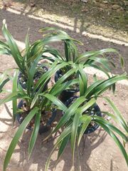 キンリョウヘン原種 4鉢セット - メルカリ