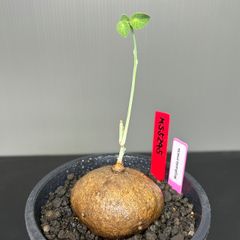 ステファニアエレクタ　発根済　発芽済