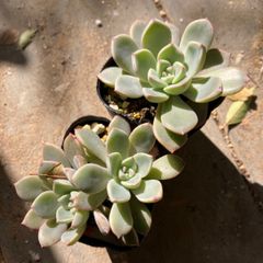 ピンクプリティ　2鉢分　抜き苗　多肉植物　モフ多肉　グラプトベリア　エケベリア