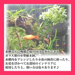 2025年最新】グラスポット 水草の人気アイテム - メルカリ 2025年最新】グラスポット 水草の人気アイテム - メルカリ