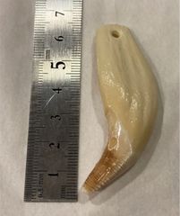 月の輪熊 牙 管理No. S5 - メルカリ