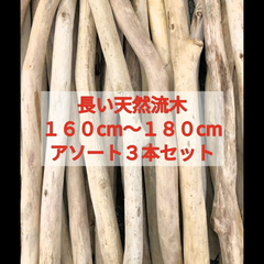 【送料無料】南信州産 天然流木 まがり屋流木 枝流木 【長い流木】（１６０cm以上１８０cm未満） アソート【３本セット】まとめ売り セット販売淡水流木 川流木 流木格安販売 流木卸売