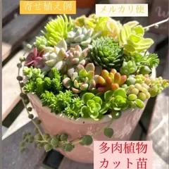 2025年最新】ファイヤークラッカー 多肉植物の人気アイテム - メルカリ