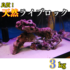 【即日発送】良質 天然 ライブロック 3kg (量り売り) サンゴ アクアリウム ※地域限定販売