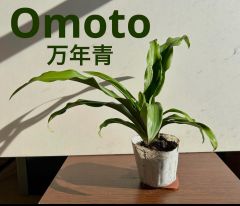 万年青　オモト　大　ポット苗　約30cm