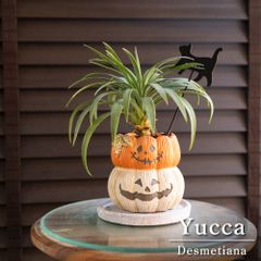 ②ユッカ　ロストラータ　8号　鉢のまま　メルカリ便で発送　ドライガーデン ①ユッカ ロストラータ 8号 鉢のまま メルカリ便で発送 ドライ