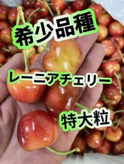 レーニア　チェリー 特大粒 希少品種レイニアさくらんぼ　アメリカンチェリー　9R 特大粒　箱込み1kg  ご褒美　お中元　誕生日　贈り物