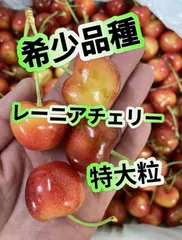 レーニアチェリー2kg 楽天市場】”アメリカ産 ジーウィズ レーニアチェリー” 約2kg
