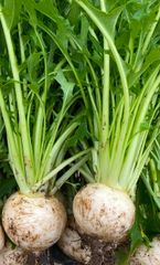 カラフルラディッシュ 35個 大 無農薬栽培 カラフルラディッシュ 35個 大 無農薬栽培 - メルカリ