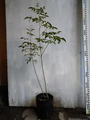 2025年最新】アオダモの人気アイテム - メルカリ