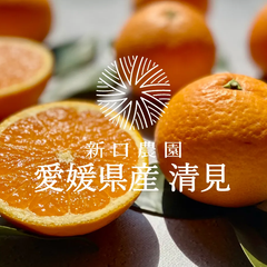 【産地直送】愛媛県八幡浜産 【清見】3kg