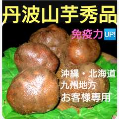 丹波産山の芋秀品2キロ(山芋)