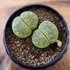 リトープス　緑弁天玉　受け皿付き　2号鉢　鉢ごと発送　ホイップ鉢