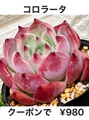 コロラータ  多肉植物 多肉 エケベリア 美苗❤️
