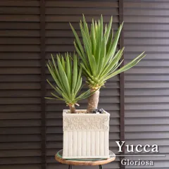 【子付き】ユッカグロリオサ　分頭　1 ユッカ・グロリオサ 10号 1鉢の通販 | GreenSnap STORE(グリーン