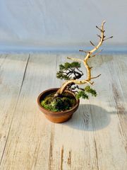 真柏　小品盆栽　しんぱく