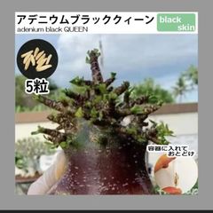 沖縄自然愛好家様オーダー　アデニム 種子 5粒 BQ  アデニウムppl 5粒