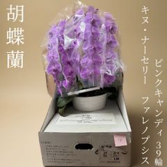 【訳ありB品】胡蝶蘭　キヌ・ナーセリー　ファレノプシス　ピンクキャンディ　39輪　※定価25,000のサムネイル