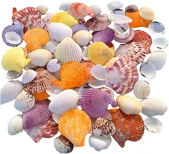 ルナリ 貝殻 ミックスセット ランダム 450g ハンドメイド 工作 DIY アクアリウム マリン デコ クラフト パーツ(中サイズ)