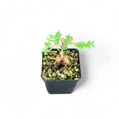 【塊根植物】トリコディアデマ・ブルボスム｜3年目｜抜き苗