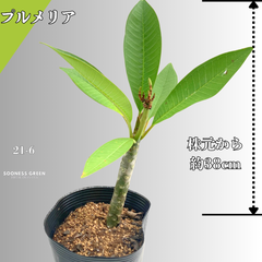 【沖縄育ち】約38㎝ プルメリア ホワイト イエロー 苗木 観葉植物 21-6
