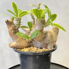 パキポディウム ウィンゾリー Mサイズ【現地株に匹敵する圧倒的