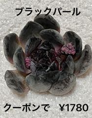 ブラックパール(小) 多肉植物  多肉  エケベリア  黒エケ  韓国苗  美苗  観葉植物  植物