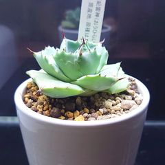 アガベ  王妃雷神
