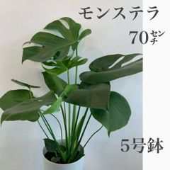 モンステラ　苗・苗木　70㌢　★メルカリ便発送　★育てやすい