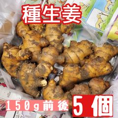 種生姜(土佐一 大生姜)150g前後5個