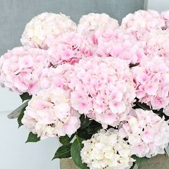 鉢花 アジサイ コットンキャンディ 4号 紫陽花 ピンク 人気 かわいい 美しい 育てやすい