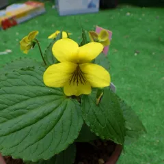 2025年最新】miraeユビンの人気アイテム - メルカリ