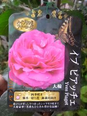 6675　 フリフリ・シャクヤク咲き豪華な大輪と香りが特徴のバラ★イブピアッチェ★接木大苗
