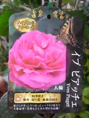 2025年最新】薔薇 大苗 強香の人気アイテム - メルカリ 2025年最新】薔薇 大苗 強香の人気アイテム - メルカリ