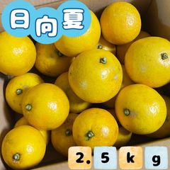 福岡県産とれたて日向夏2.5kg ニューサマーオレンジ
