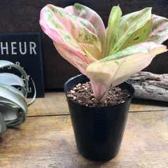 2025年最新】レア植物アグラオネマの人気アイテム - メルカリ