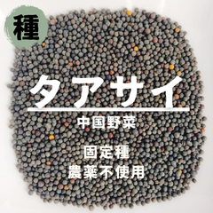 【種】タアサイ　ターサイ　農薬不使用　120粒
