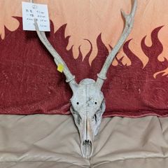 バイソンブルの頭骨標本 - メルカリ