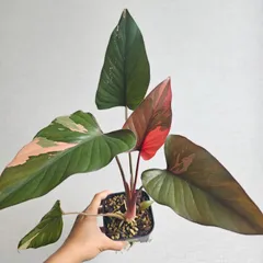 さらみさん専用　homalomena 2025年最新】ホマロメナ Homalomenaの人気アイテム - メルカリ