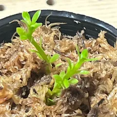 フペルジア blueklay 吊り鉢入りメルカリ便発送・期間限定SALE 観葉植物:フペルジア ブルークライ*吊り鉢 現品限り : 遊恵盆栽