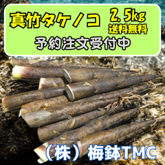 神奈川県産　真竹タケノコ　2.5kg 　発送時期:5月下旬〜6月